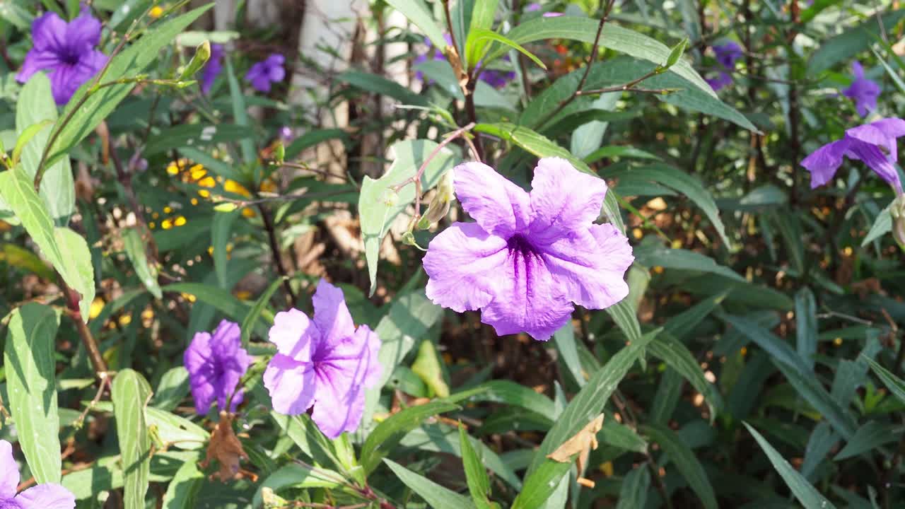 las flores púrpuras se balancean suavemente en la brisa