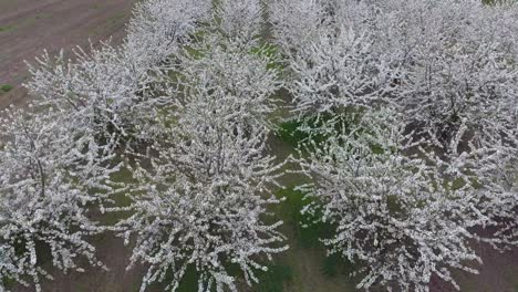 Prunus avium Flowering cherry. Cherry flowers on a tree branch