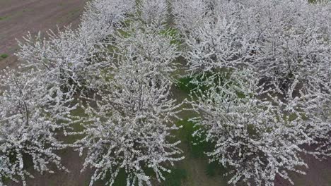 prunus avium blühende kirsch. kirschblüten auf einem baumzweig