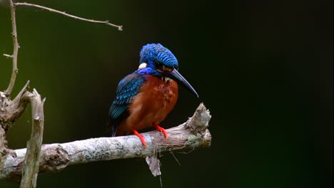 Der-Blauohrige-Eisvogel-Ist-Ein-Kleiner-Eisvogel,-Der-In-Thailand-Vorkommt-Und-Von-Vogelfotografen-Wegen-Seiner-Schönen-Blauen-Ohren-Gesucht-Wird,-Da-Er-Ein-Kleiner,-Niedlicher-Und-Flauschiger-Blaufederball-Eines-Vogels-Ist