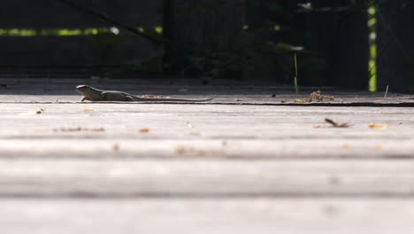 Low-Angle-View-Of-Lizard-Walking-Across-On-Pavement-Outside