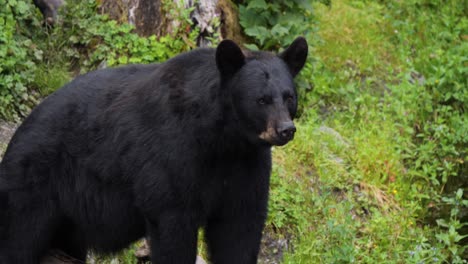 american black bear staring menacingly