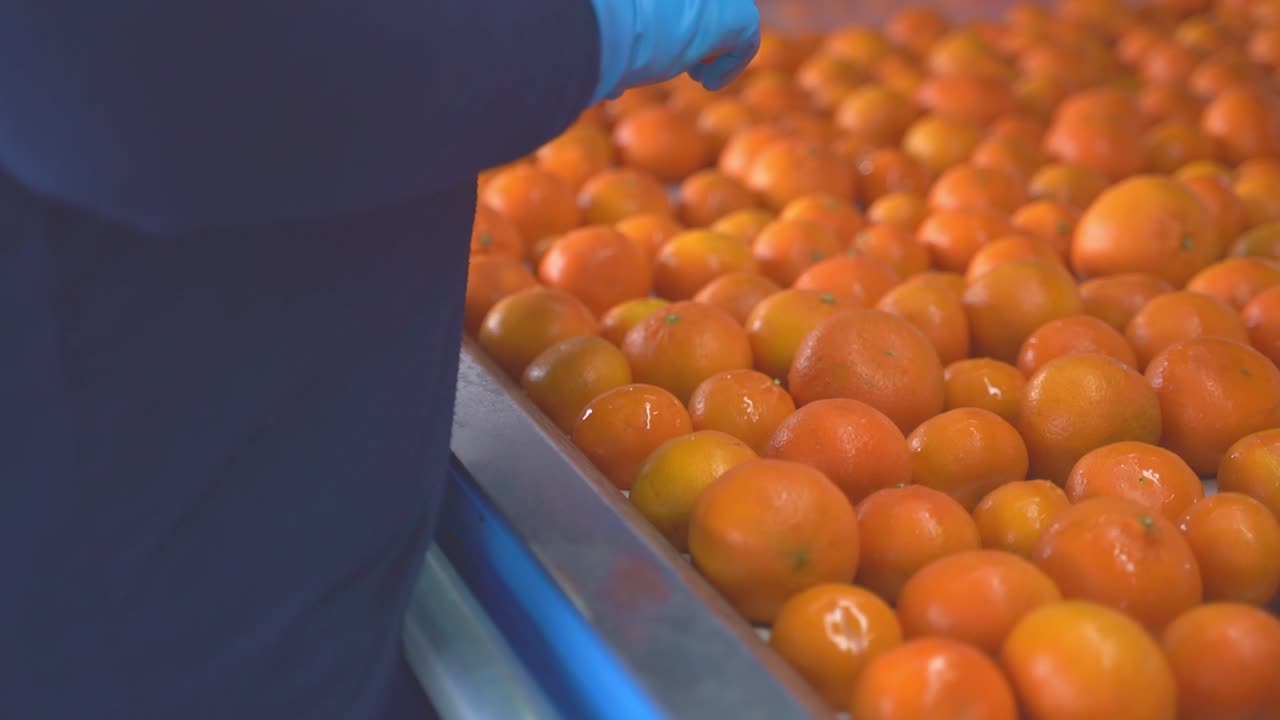 이 매혹적인 영상은 바쁜 공장 안에서 펼쳐집니다.