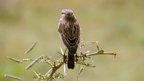 static shot of a female african stone chat sitting on a branch and then flying away