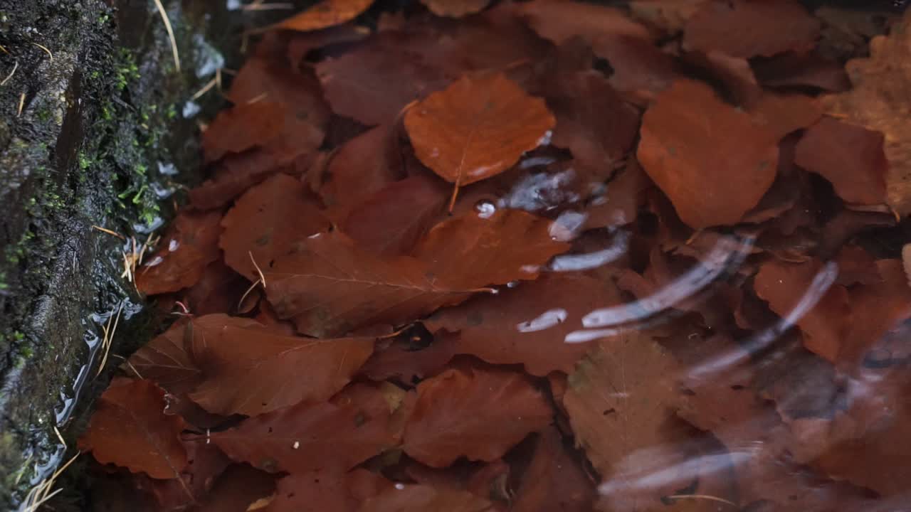 갈색 단풍이 많은 작은 웅덩이에서 물이 아주 천천히 떨어지고 있다