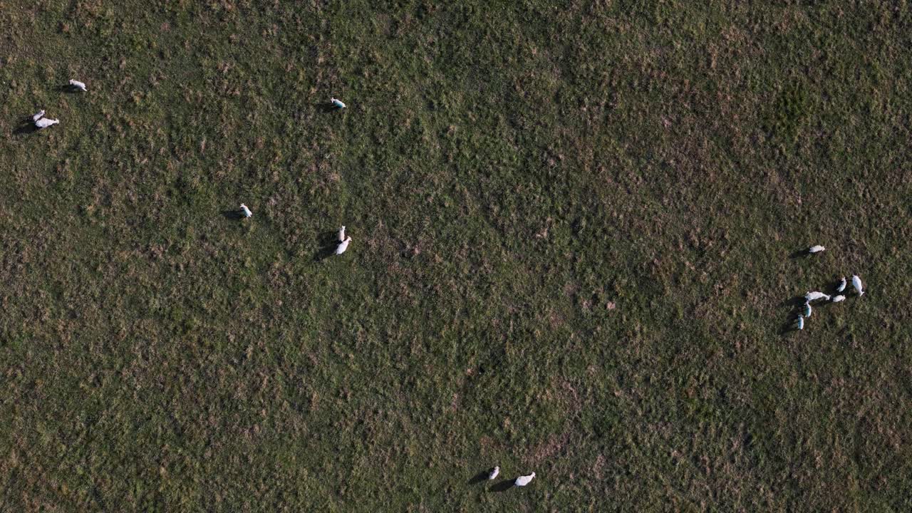 Stationary topdown of sheep grazing peacefully in open English countryside pasture