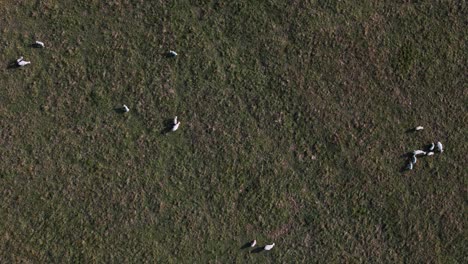stationary topdown of sheep grazing peacefully in open english countryside pasture