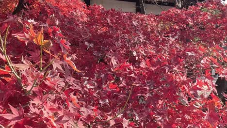 bright red leaves fill the scene, contrasting with a building's structure in the background.