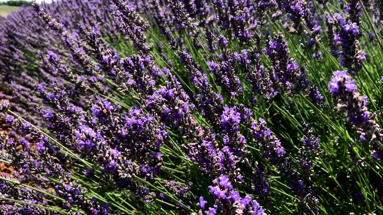 las flores de lavanda