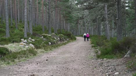 couple hiking in a scenic scottish forest