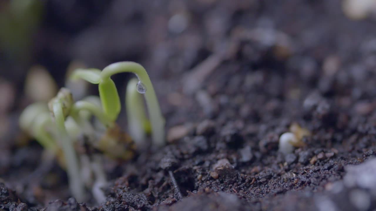 primer plano de las plántulas que brotan