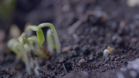 closeup of sprouting seedlings