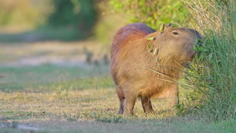 the semiaquatic capybara grazing on grass in the wild