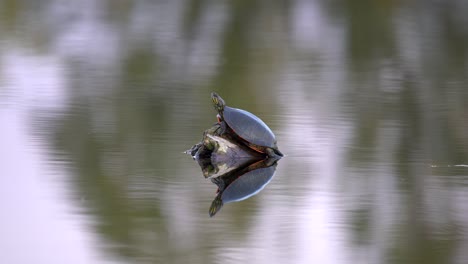 Bemalte-Schildkröte,-Die-Auf-Einem-Felsen-In-Einem-Teich-Steht