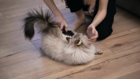 unrecognizable woman combing fur of a fluffy cat on floor