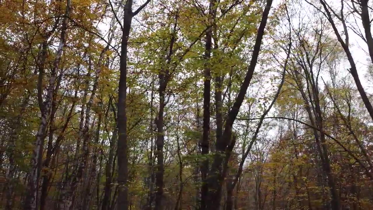 Kasım ayında sonbahar ormanı. Ağaçlar ve dökülmüş yapraklar