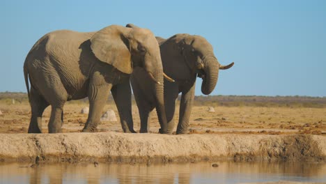 large male african elephant walks up to the riverbank and drinks water to cool down