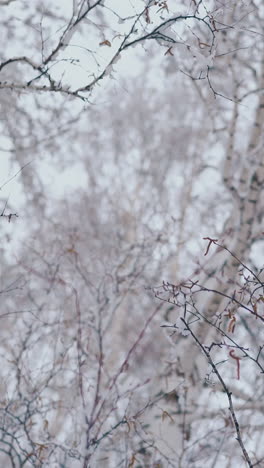 camera moves below high birch trees after heavy snowfall against grey sky on cold winter day close low angle shot