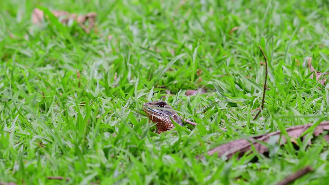 자연 서식지의 부동산을 보여주기 위해 카메라가 축소되는 동안 왼쪽을 바라보고 있습니다.