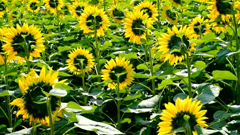 sunflower field against the light