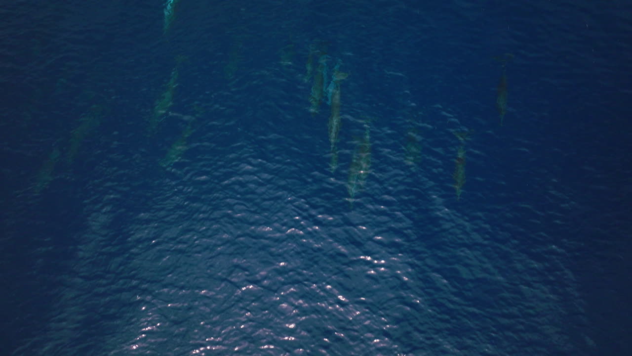 Wide overview of smooth blue water near Maldives, dolphins and surface textures
