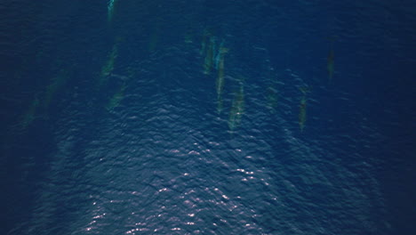 wide overview of smooth blue water near maldives, dolphins and surface textures