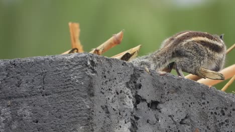 Eichhörnchen-Zu-Hause---Entspannen---Futter-Finden