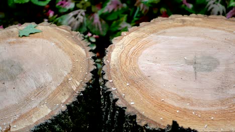 round saw cut of an old tree with rings sawn in a circle