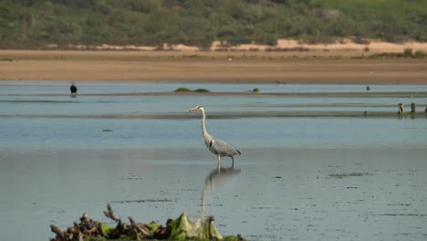 The-grey-heron-is-a-long-legged-predatory-wading-bird-of-the-heron-family,-Ardeidae,-native-throughout-temperate-Europe-and-Asia,-and-parts-of-Africa