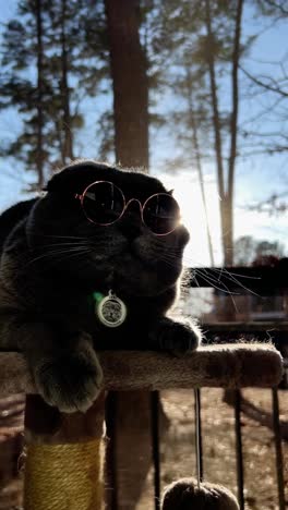 a cool cat in stylish sunglasses loungers in the sun showcasing its trendy look and relaxed demeanor. a cool cat in stylish sunglasses loungers in the sun, showcasing its trendy look and relaxed demeanor