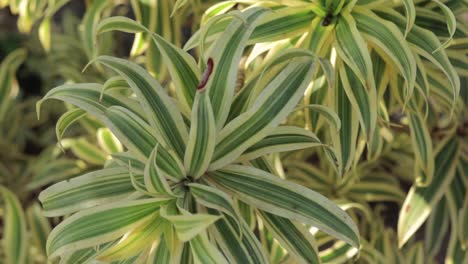 tropical green plant, background sun, camera pan