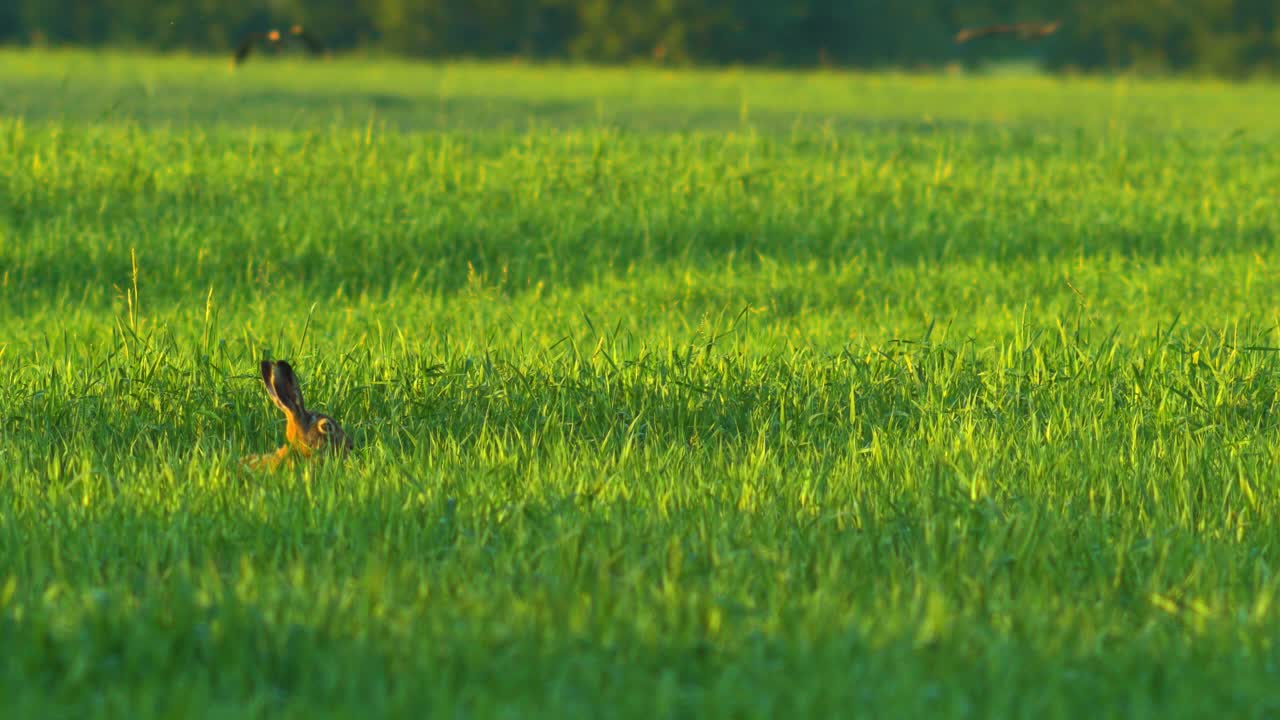 화창한 여름 저녁에 녹색 보리밭에 있는 갈색 유럽 토끼, 중간 클로즈업 샷