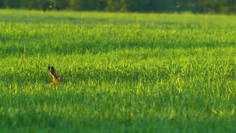 Brown-European-hare-in-a-green-barley-field-in-sunny-summer-evening,-medium-close-up-shot