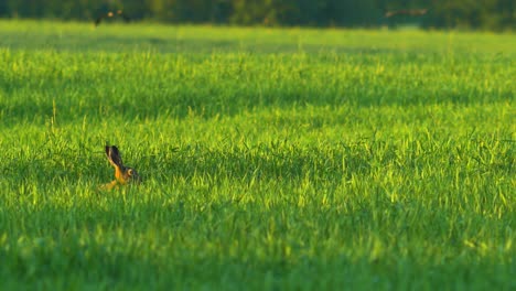 liebre europea marrón en un campo de cebada verde en la soleada tarde de verano, tiro medio de cerca