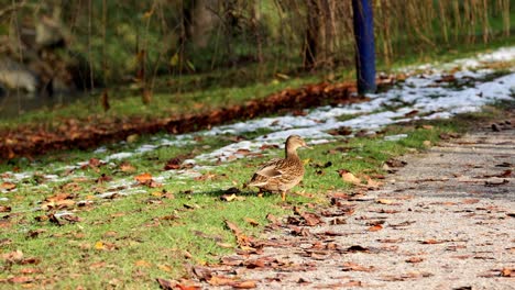 Un-Pato-Camina-Por-Un-Sendero-En-El-Bosque