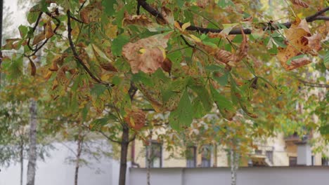 Autumn-leaves-on-the-tree,-green-and-orange-colors