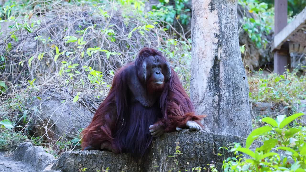 orangután descansando y observando el entorno en el zoológico