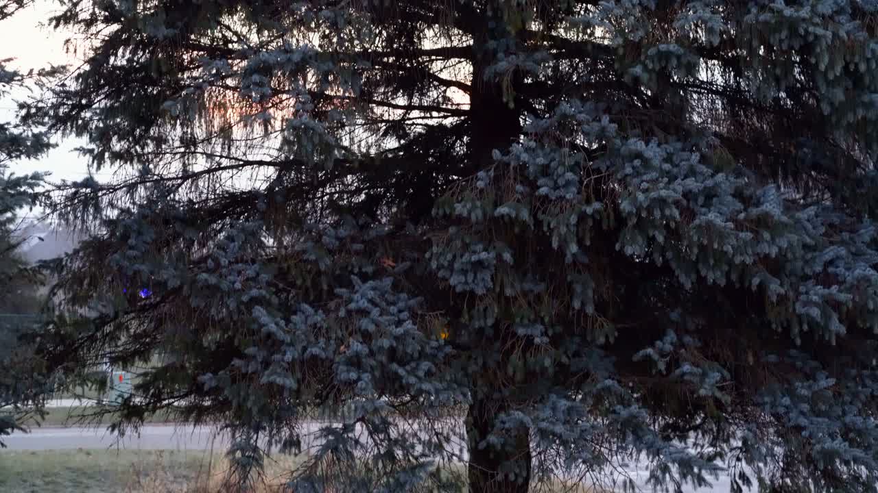 카메라는 황금시간대에 태양에 의해 침엽수 나무를 따라 천천히 위로 기울어집니다