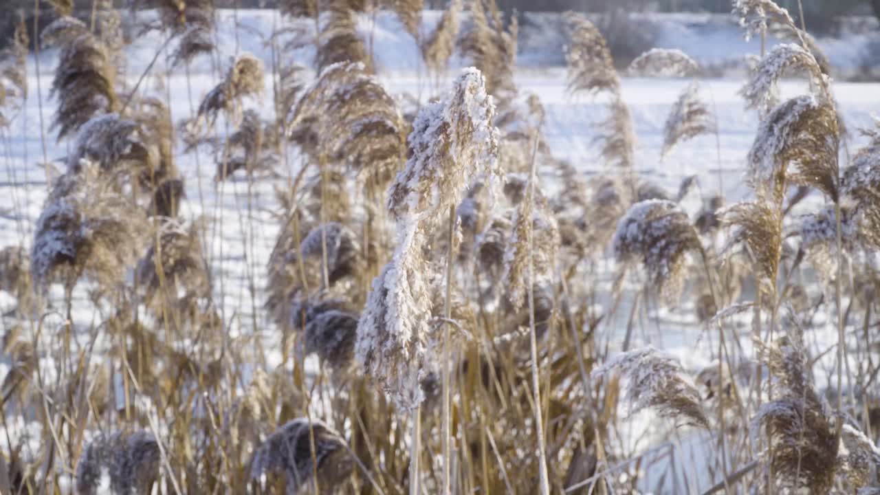 hierba de caña junto al río durante el día helado de invierno