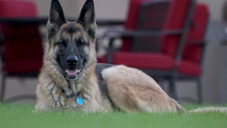 Deutscher-Schäferhund,-Der-Sich-Auf-Einer-Rasenfläche-Im-Außenbereich-Niederlegt---Statischer-Boden