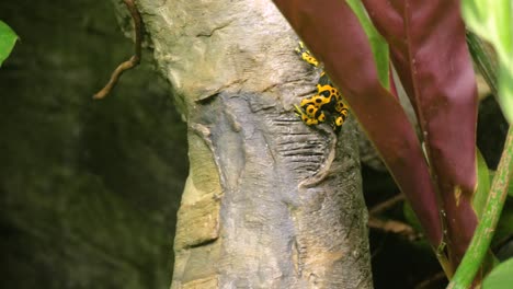 medium shot of yellow-banded poison dart frog jumping