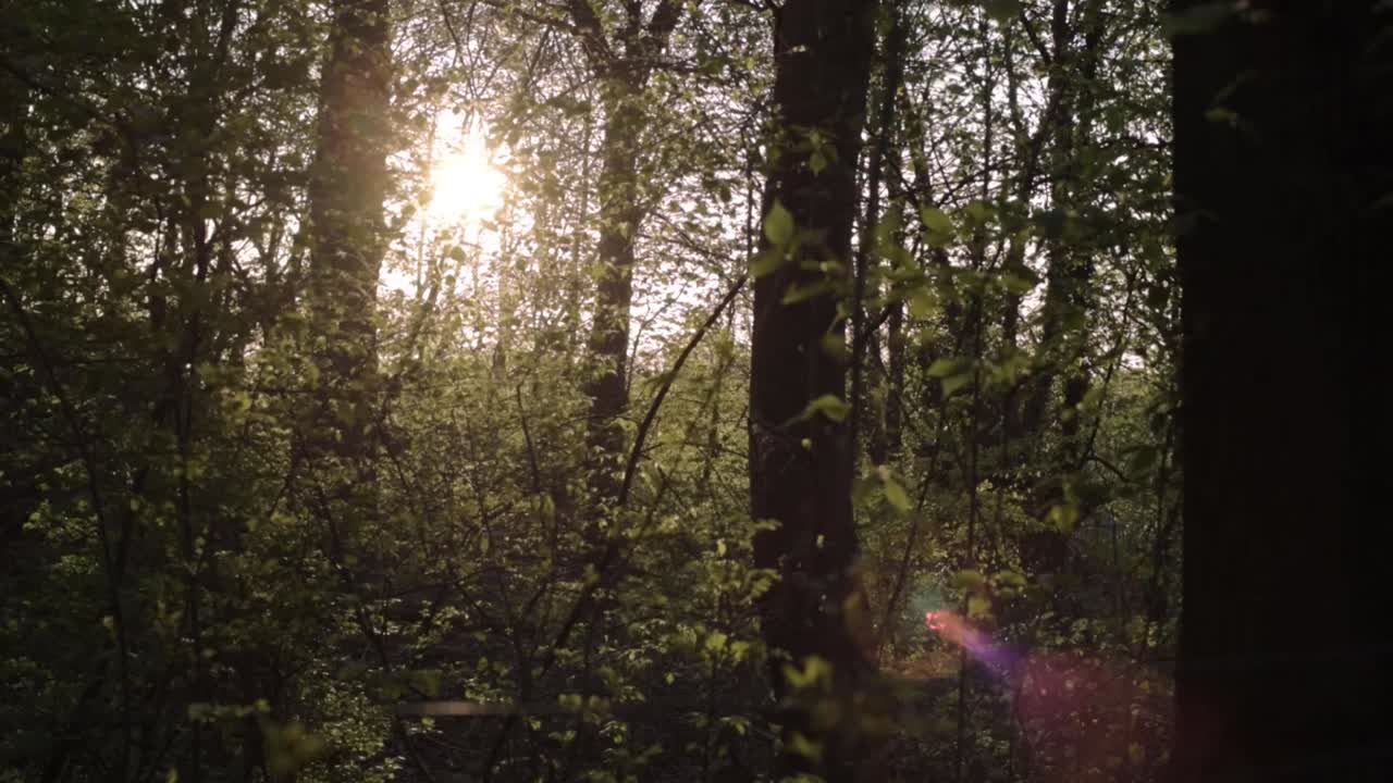 Lush green English woodland with sunshine background wide tilting shot