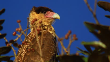 caracara de cresta descansando en un árbol - de cerca