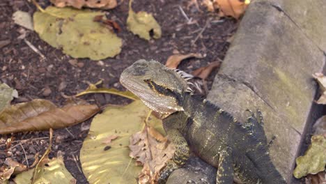 Australien-Wasserdrache,-Australien-Wassereidechse-Im-öffentlichen-Park-Nahaufnahme-Von-Australien-Wasserdrachen