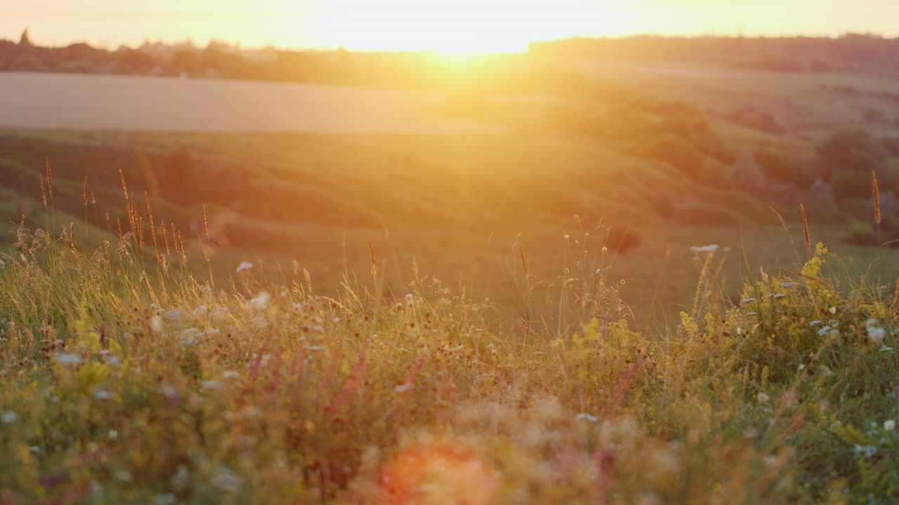 친절한 가족은 일몰에 들판을 걷는 즐거운 주말을 보낸다