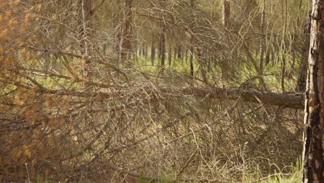 a beautiful cinematic view of a pinewood tree fallen in a jungle on a sunny day