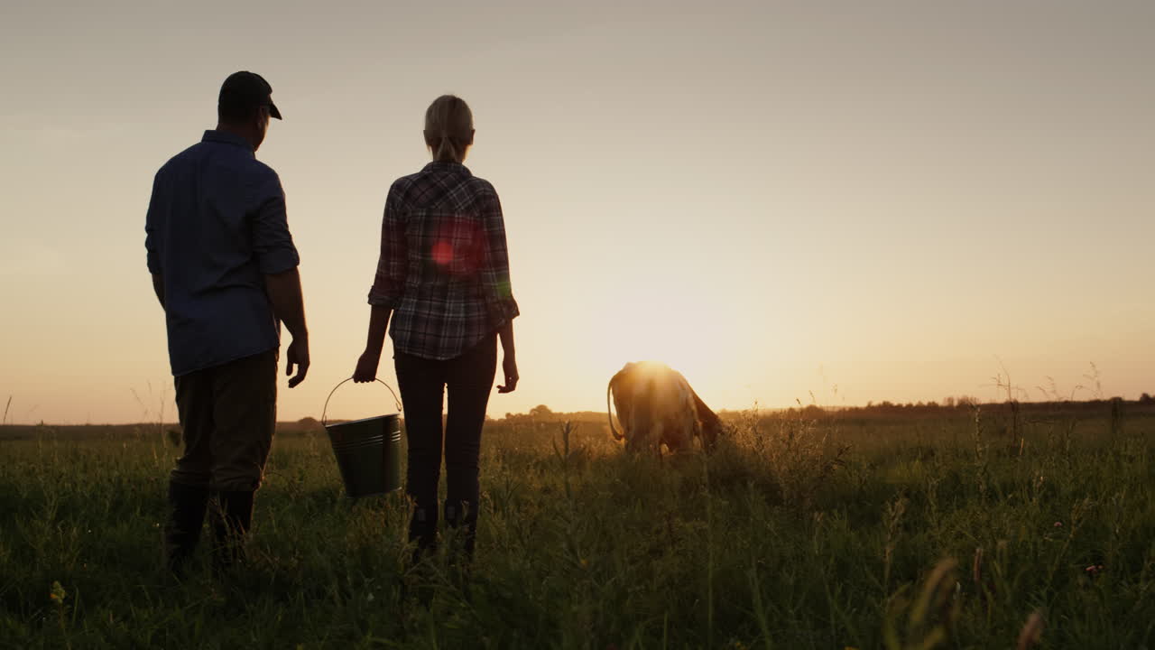 두 명의 농부가 초원에서 방목하는 소를 존경합니다.