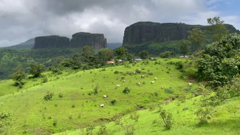 landscape with herd of goats, rock formation in background