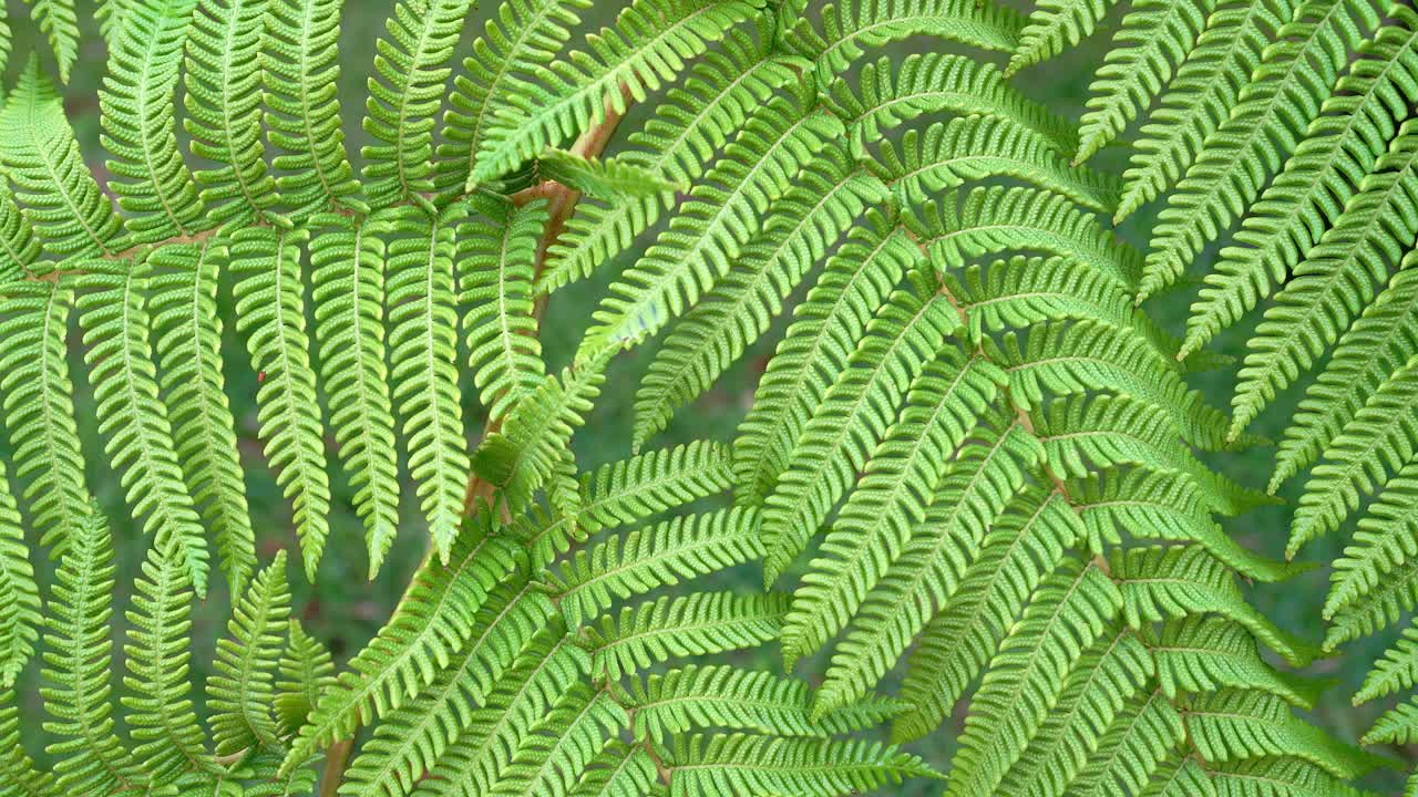 imágenes en primer plano de 4k de hojas de helecho de color verde brillante balanceándose en ramas largas