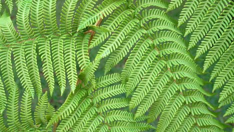 imágenes en primer plano de 4k de hojas de helecho de color verde brillante balanceándose en ramas largas